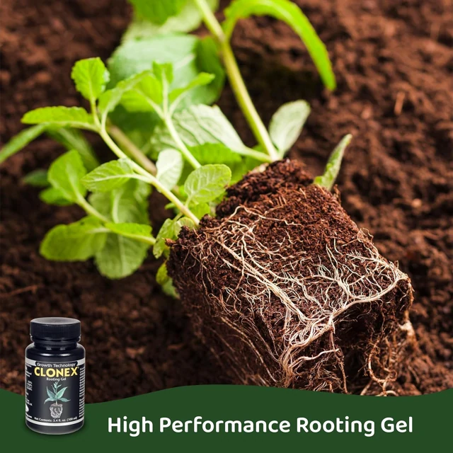 A rooted young plant shown in the Clonex product gallery